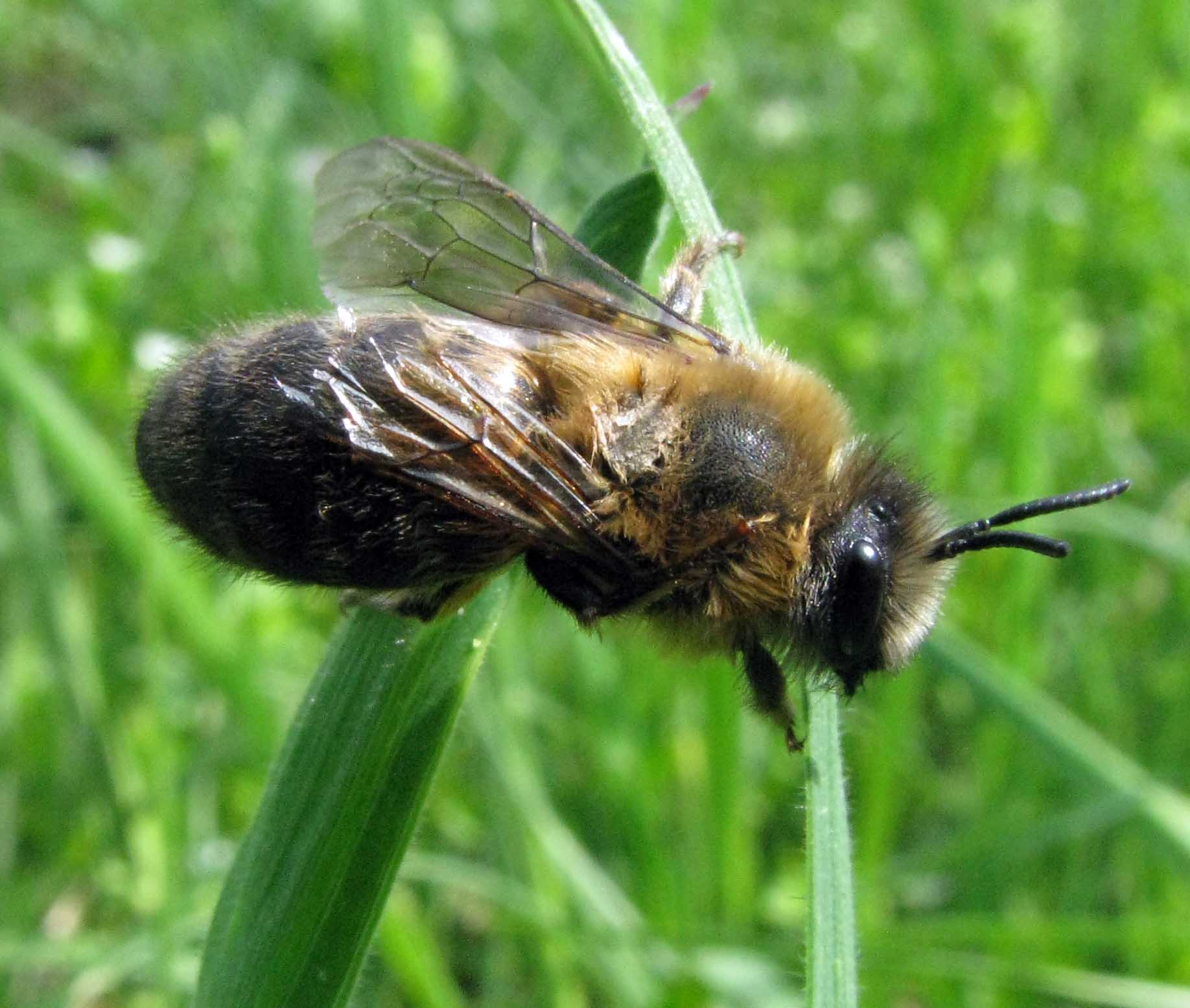 Possibile femmina di Colletes cunicularius